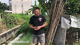 榴莲树苗种植的第154天，树苗生长缓慢，采光不足