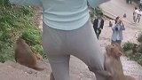 猴子扒拉女游客的裤子，女游客紧紧拽住裤子不松手