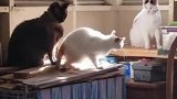 猫咪这样打同伴，连环巴掌？太魔性