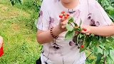 袖珍小夫妻去摘樱桃，看二蛋的吃相也是没谁了