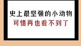 史上最坚强的小动物