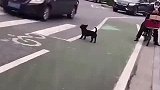 过马路、左右瞧，迅速通过人行道