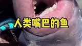 板机鱼的牙齿为什么不像人类那样需要刷牙或者使用冲牙器保养