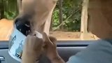 狗：你以为我冲你笑呢，我这是近视