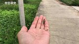 回家的路上捉了两只蝗虫拿回去喂八哥，结果确便宜了一只大公鸡