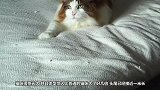 大叔捡了只流浪猫，养一年后觉得不对劲，抱去宠物店才晓得赚到了