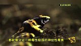 看什么看-20160825-北京截获全球最毒青蛙,1克可致命1.5万人