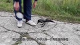 街边实拍3只乌鸦打架，啥深仇大恨呀，毛都被拔掉了！