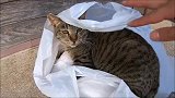 小野猫失望了吧真以为只要有袋子里面就有吃的啊