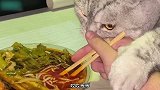 铲屎官想吃个螺蛳粉，猫咪按住手不让动，怕是以为铲屎官要吃屎了
