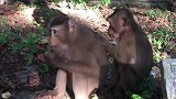 可爱可爱的小猪尾辫猴和它的妈妈快乐地吃水果