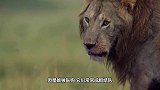 雄狮咬断鬣狗后腿，鬣狗两条腿逃跑，网友：四驱变两驱