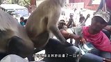 峨眉山猴子最怕的东西，拿出来一亮，猴子看到就躲一边