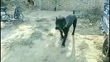 狗市：这条成年卡斯罗犬，看着就凶猛