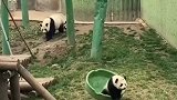 第一次看到熊猫牌扫地机器人，网友：不帮忙就算了，还落井下石