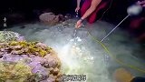 夜间赶海抓兰花蟹，左手抓一只右手抓一只，太过瘾了