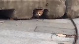 学会一门外语是多么重要，就这样轻松获得一只可爱小奶猫！