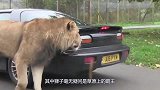 鬣狗误入农场，惨遭二驴羞辱，把鬣狗“欺负”惨了