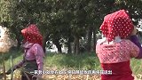 国外甘蔗收获之前，为何要放一把大火？原因很简单