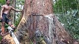 砍伐工砍伐一棵大树时，发现大树向外“喷水”，难道大树有灵性？