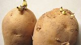 土豆放久发芽了还能不能吃呢？专家说出真相：最好不要乱吃！