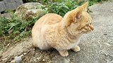农村小黄猫每天都无忧无虑，生活自由自在
