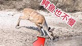 要不是慢动作，都看不清鹿是咋逃跑的