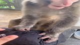 公园小猴吃午饭，全靠抢劫游客，非常野蛮！