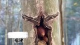 男子找到松鼠藏食之处