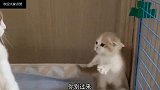 爆笑视频小猫咪你别过来，我练过咏春就问你怕不怕，爸爸救命