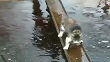 一只有洁癖的猫咪，为了不让戴“白手套”的爪子沾水