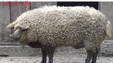已经灭绝十多年的绵羊猪又重现？传言并不简单