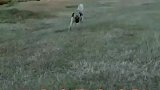 牧羊犬大战狼群后腿受伤了，但它任然守护着羊群