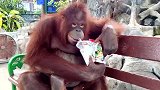 一只可爱的猩猩，坐在动物园的长凳上，品味着人们给的美食！