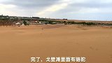 当阿拉斯加雪橇犬遇上骆驼。狗主人：你等着
