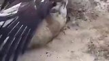 看样子这回狼栽跟头了
