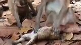 进了猴子窝了，想出去都难啊