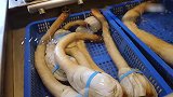 原来这么大的象拔蚌是人工养殖的