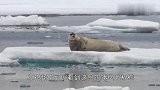 北极熊捕食海狮，就这么一瞬间的事，镜头记录全过程！