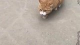 社恐猫第一次下楼，成了一只猫猫虫