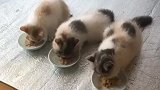 小猫咪吃饭速度很慢的