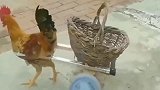 农村人有才了，给公鸡配上这装备，再配上这音乐，好搞笑