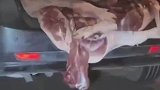 后备箱的猪肉摇摇欲坠掉下来之前绝不超车