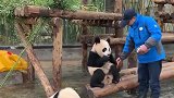 大熊猫：我是国宝，你快喂我吃！