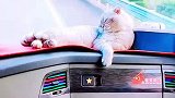就颠了一小下，它就醒了，然后用恨恨的小眼神看着你