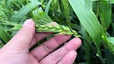 小麦穗子，怎么了，看看视频！#张玲聊农业 #农作物农技110