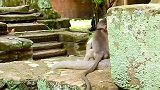 小猴子！很喜欢猴王，还敢玩猴王的尾巴，胆子大