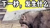 它为什么不出来，是什么限制了它