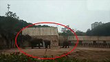 长沙动物园大象踩死驯兽员 官方：疑为大象发情导致
