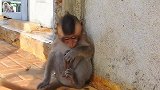 猴儿呼唤着猴妈，猴妈成功找到猴儿